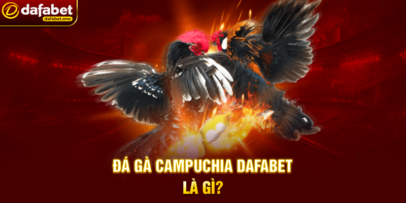 Đá Gà Campuchia Dafabet Là Gì?